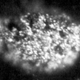 Microfotografía del primer conglomerado aislado de Berkelio. Foto: Wikipedia